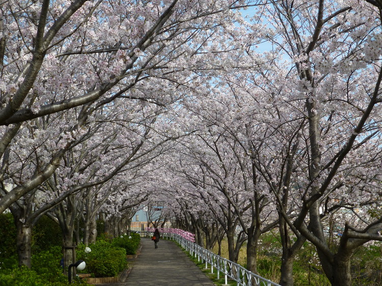 清谷川沿い　桜
