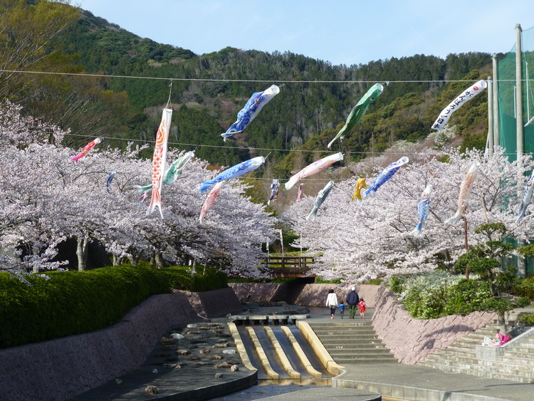 滝頭公園　桜