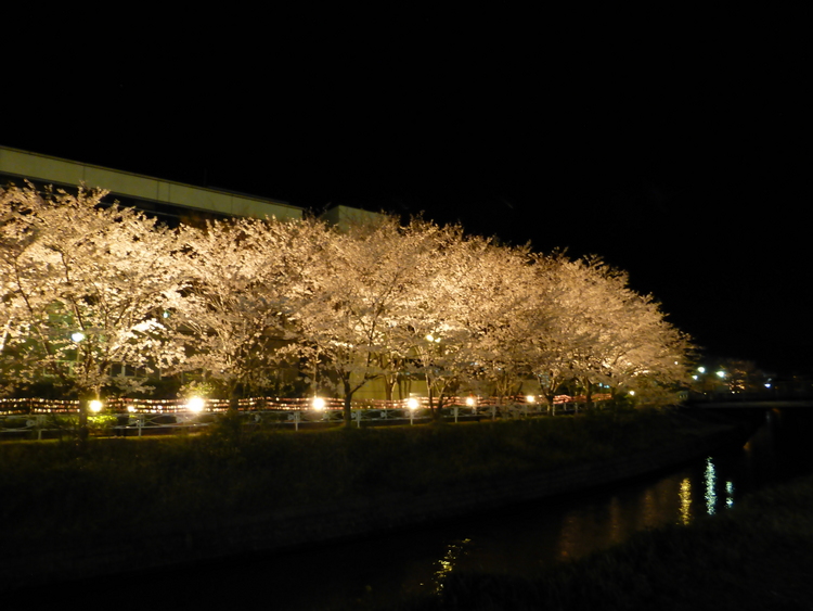 清谷川沿い　桜　ライトアップ