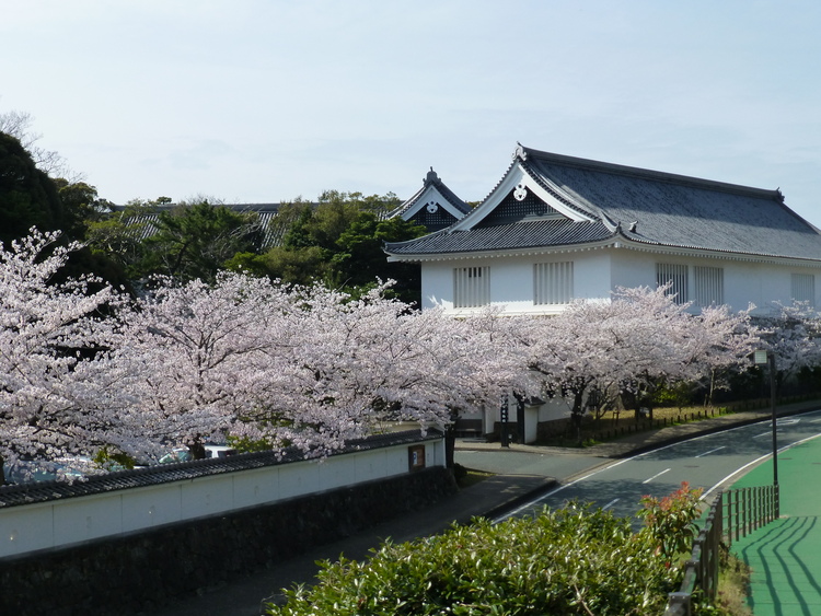 博物館　桜
