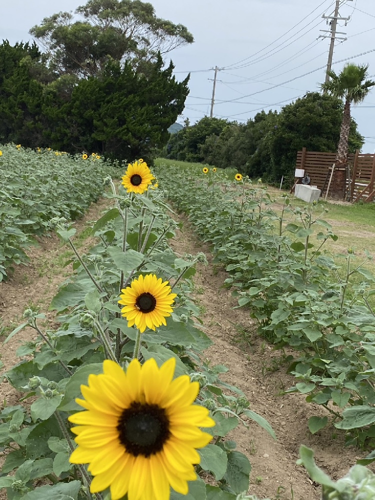 【開花情報】夏の渥美半島へ！伊良湖菜の花ガーデンでひまわりが咲き始めました♪（2026年7月13日現在）