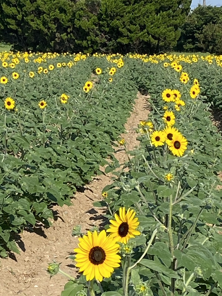 【開花情報】​伊良湖菜の​花ガーデンの「​ひまわり」が​咲き進んでいます♪（2026年7月15日現在）