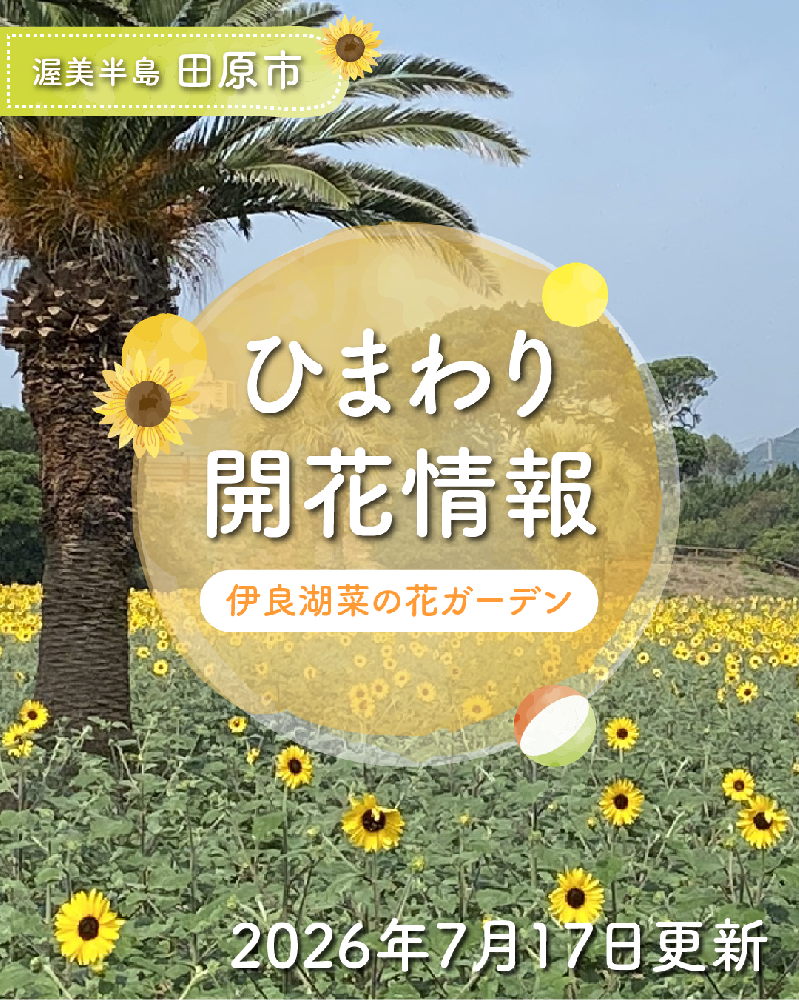 【開花情報】伊良湖菜の花ガーデンの「ひまわり」が3分咲きになりました♪ 7/25には感謝祭も開催！（2026年7月17日現在）