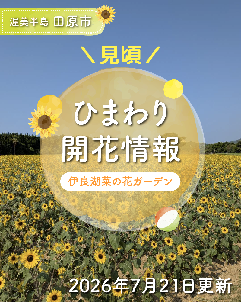 【開花情報】伊良湖菜の花ガーデンの「ひまわり」が見頃を迎えました！（※2026年7月21日現在）