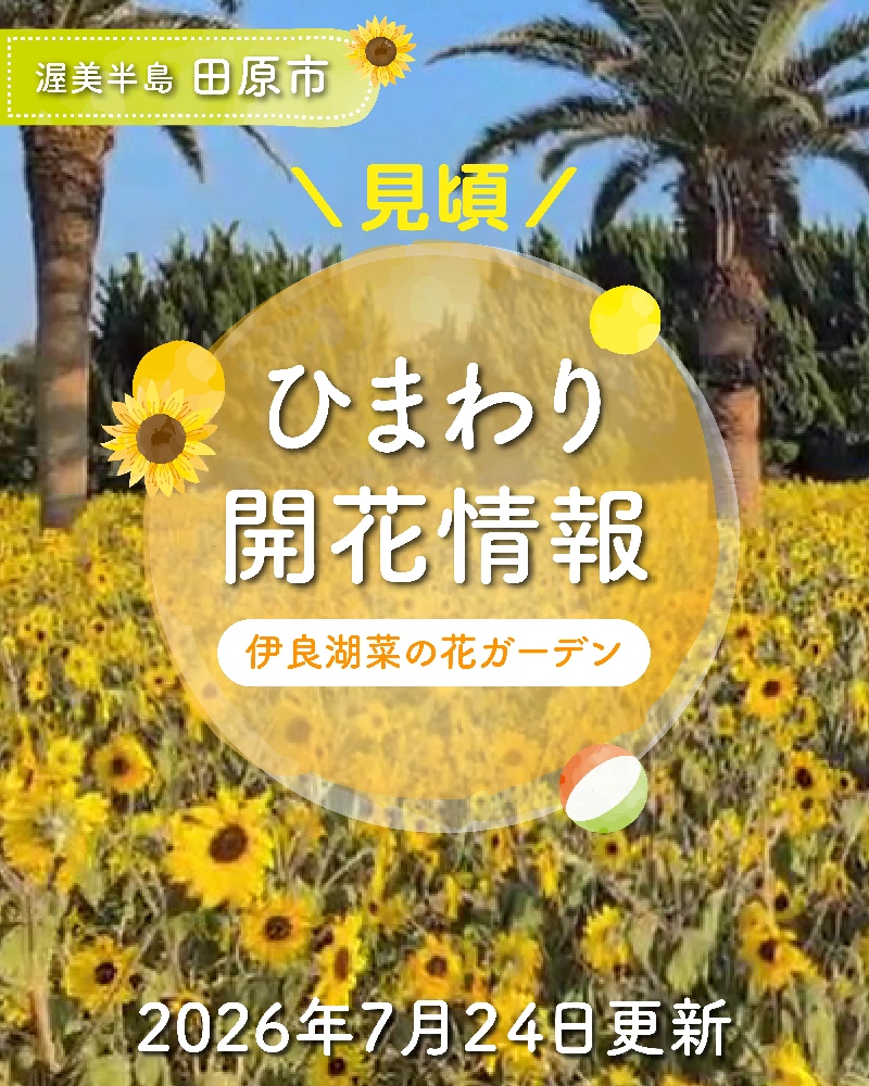 【開花情報】伊良湖菜の​花ガーデンの​「ひまわり」は見頃を迎えています​（※2026年7月24日現在）