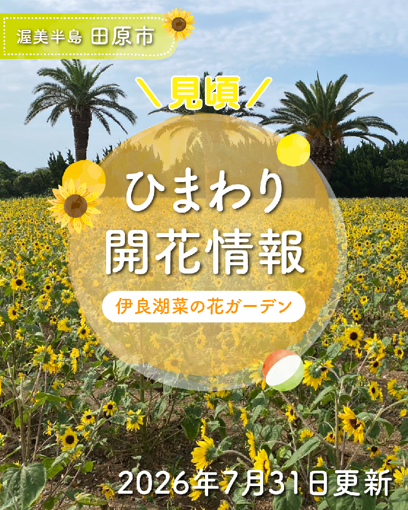 【開花情報】伊良湖菜の​花ガーデンの​「ひまわり」は見頃が続いています♪​（※2026年7月31日現在）