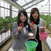 Strawberry picking