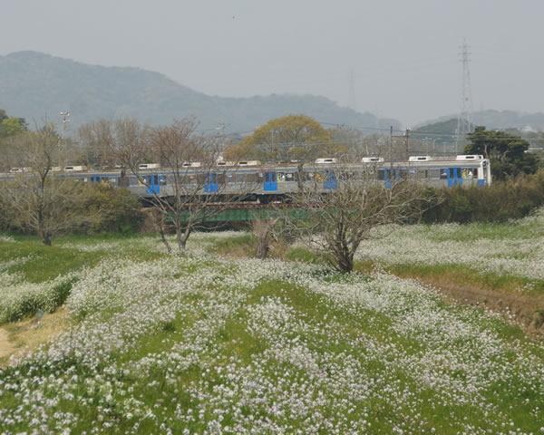 白い花の丘