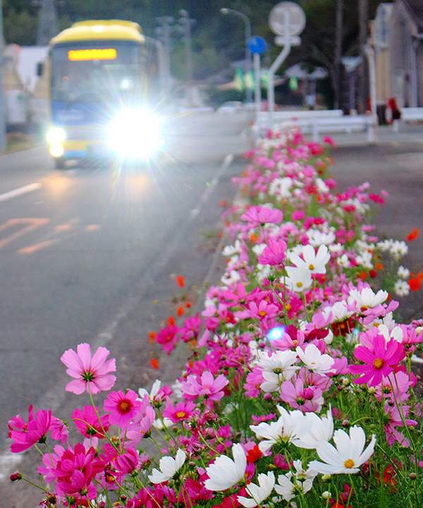 花の道