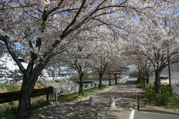 清谷川沿いの桜