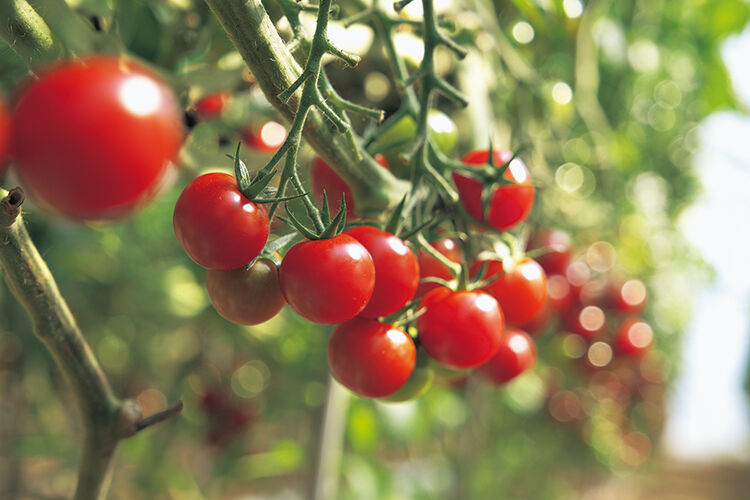 食べるだけじゃない！ ～学ぶミニトマト収穫体験！！～
