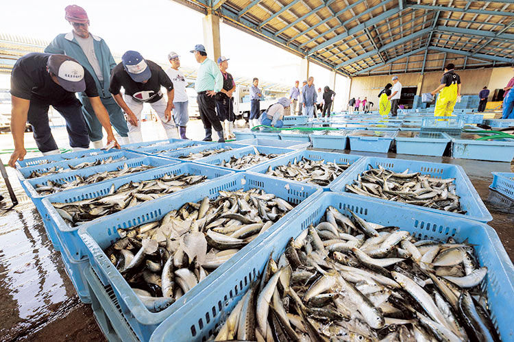 お昼に見学できる魚市場のセリ 活きのいい伊良湖の魚をゲットしよう！