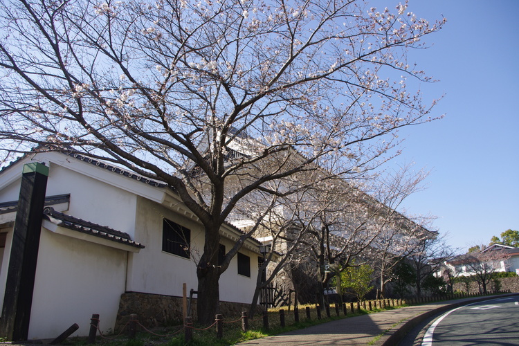 博物館の桜
