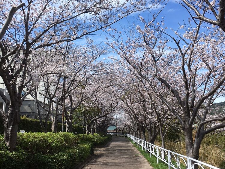 田原市内の桜の開花状況♪　（３月２４日現在）