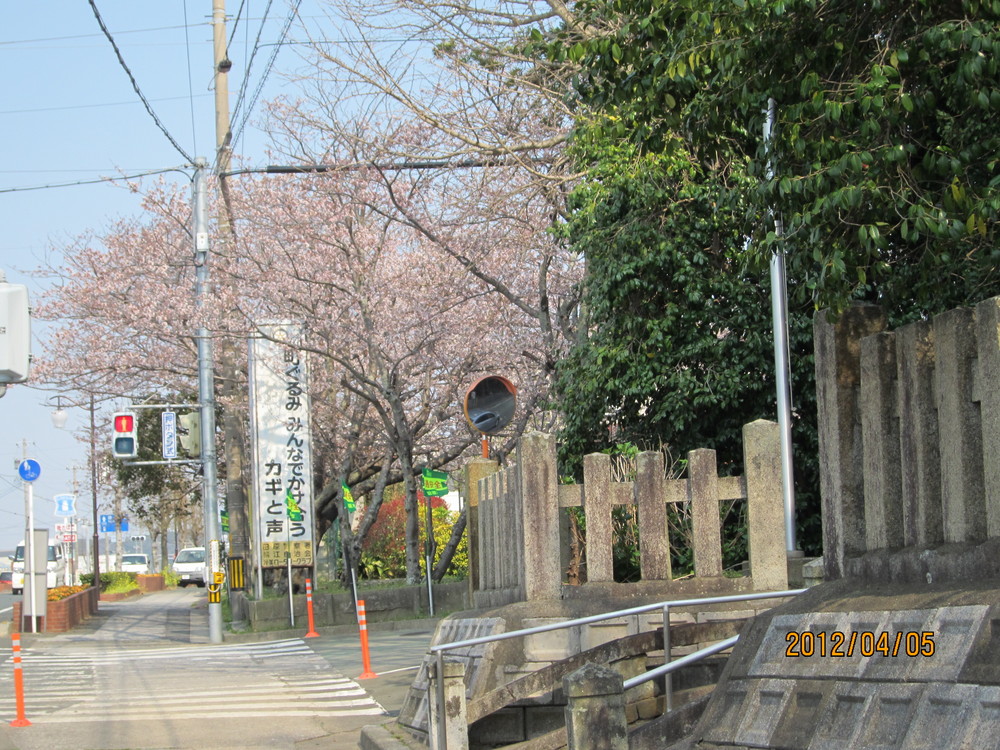 畠神社桜