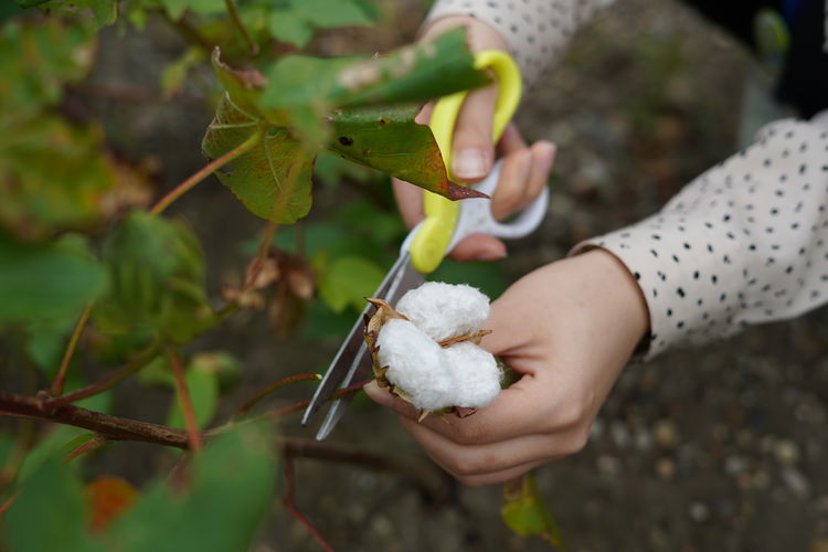 綿の実収穫体験